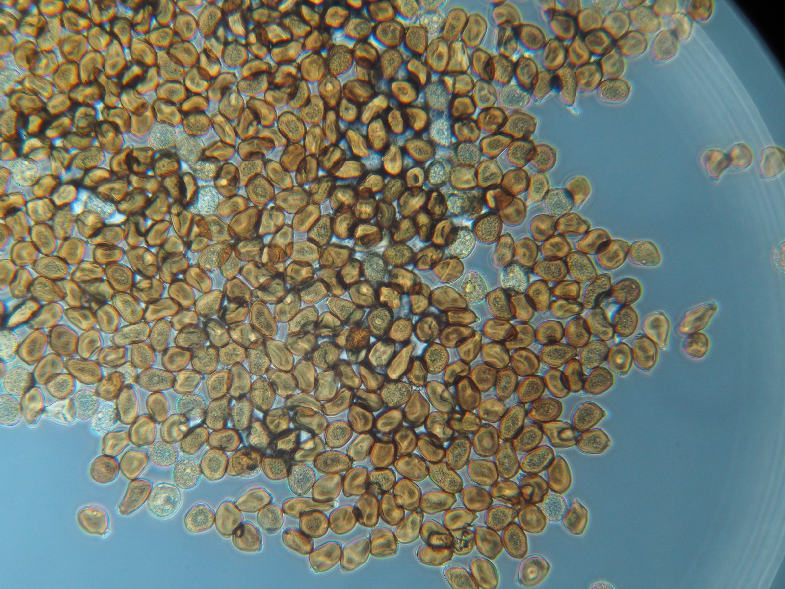 Uromyces rumicis