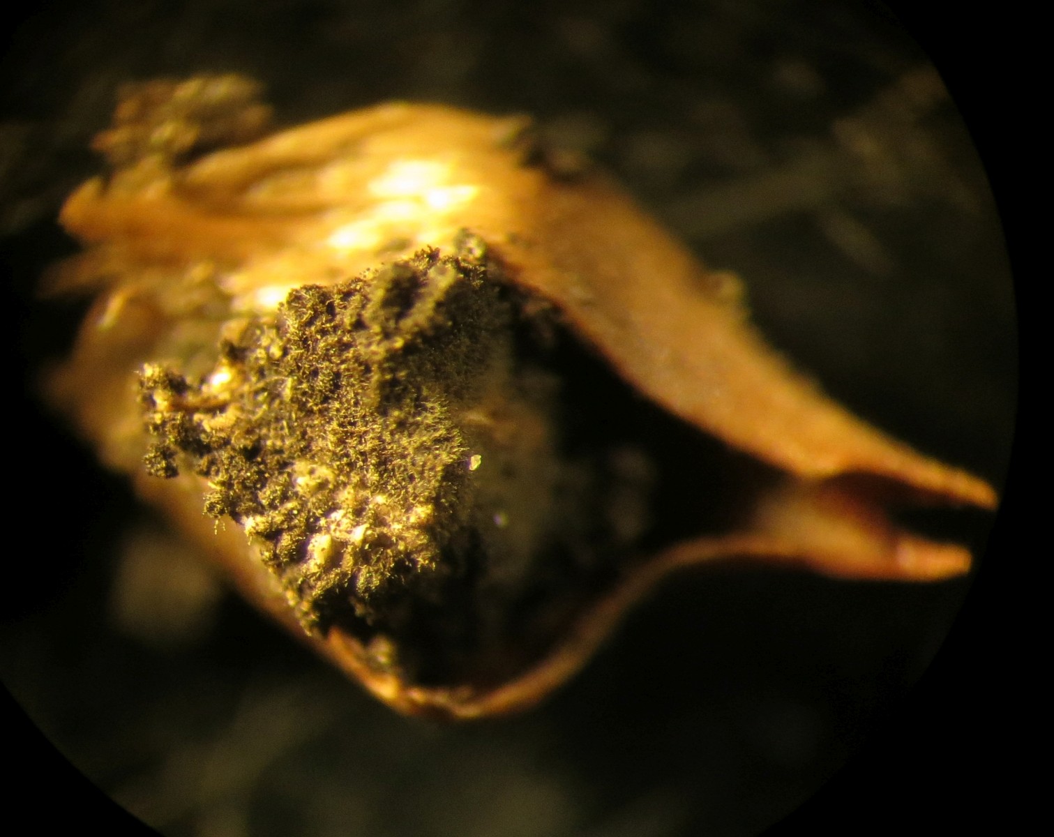 Anthracoidea subinclusa
