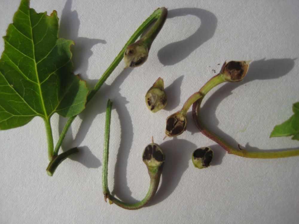 Thecaphora seminis-convolvuli
