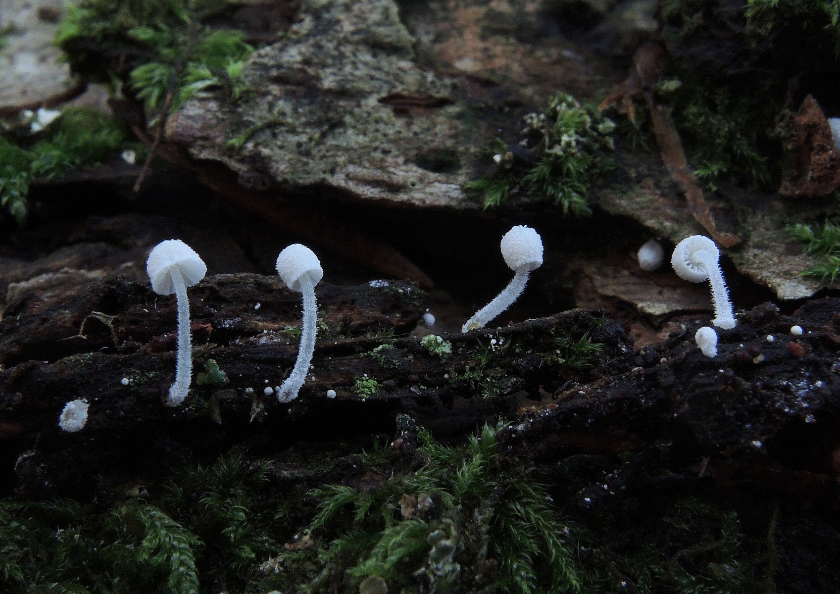 Mycena corynephora