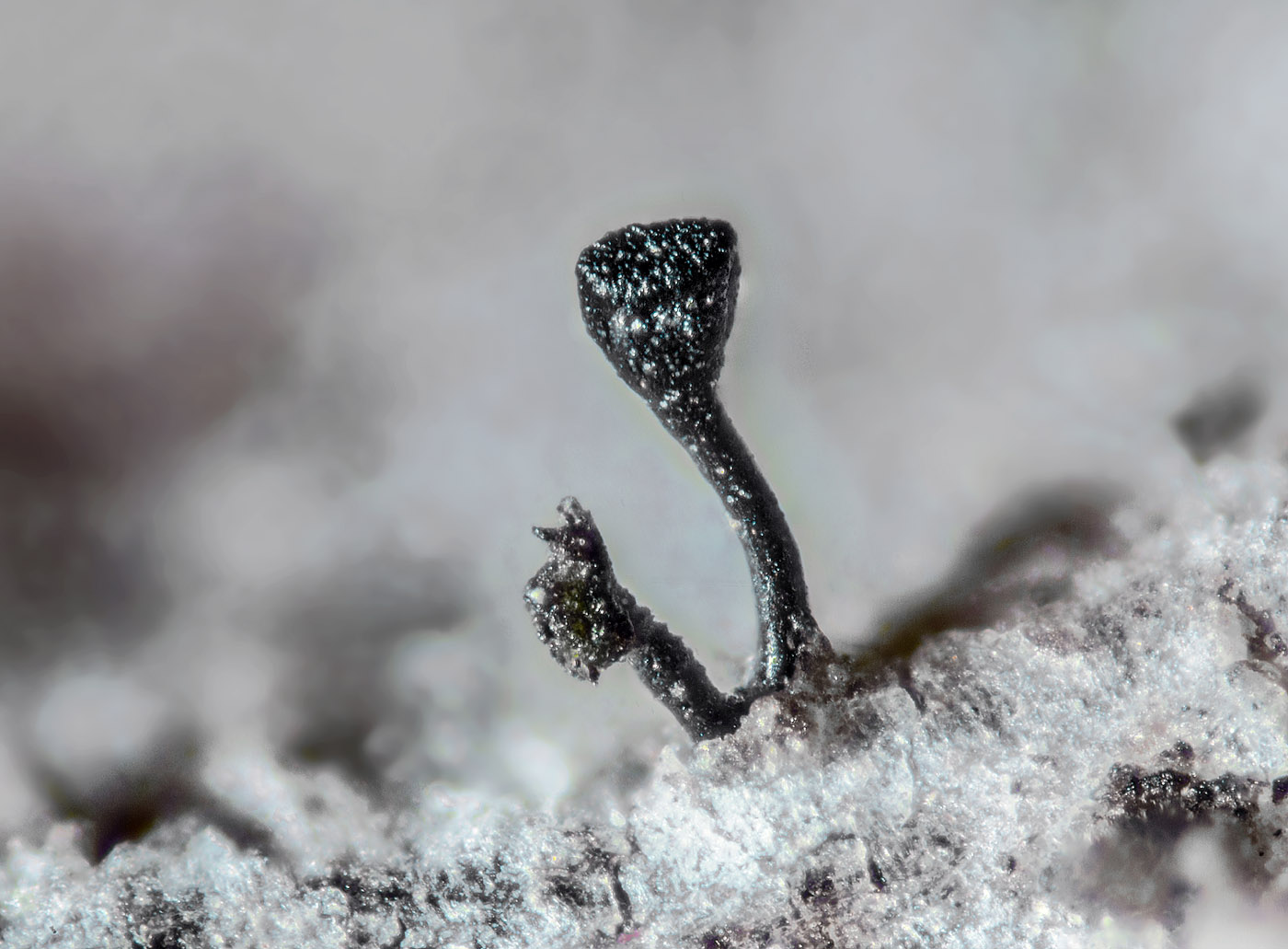 Stenocybe pullatula
