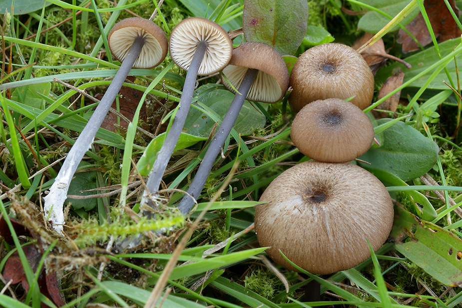 Entoloma lividocyanulum