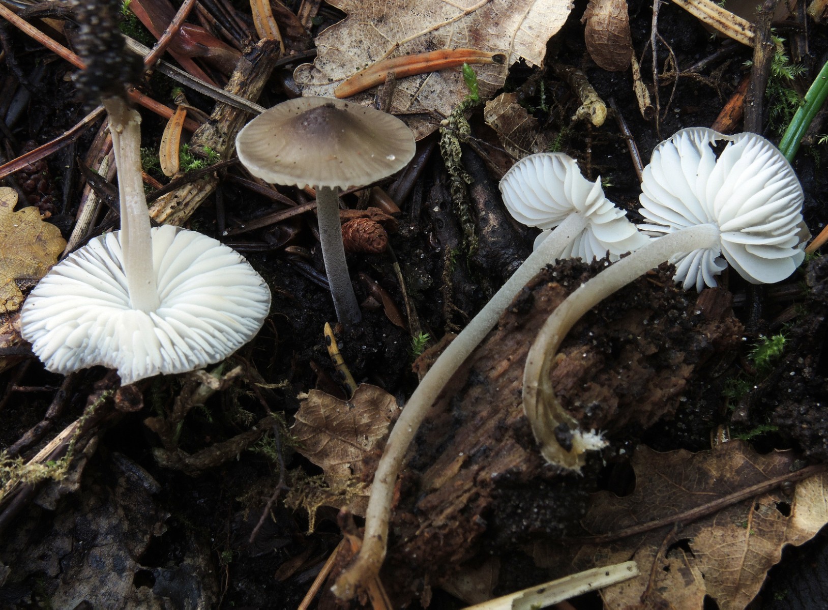 Mycenella bryophila