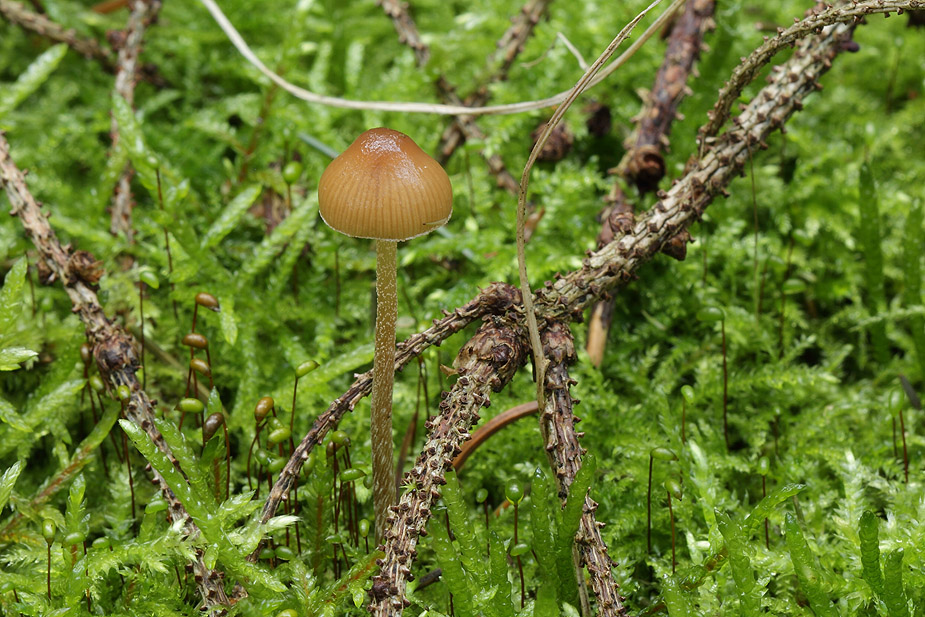 Psilocybe medullosa