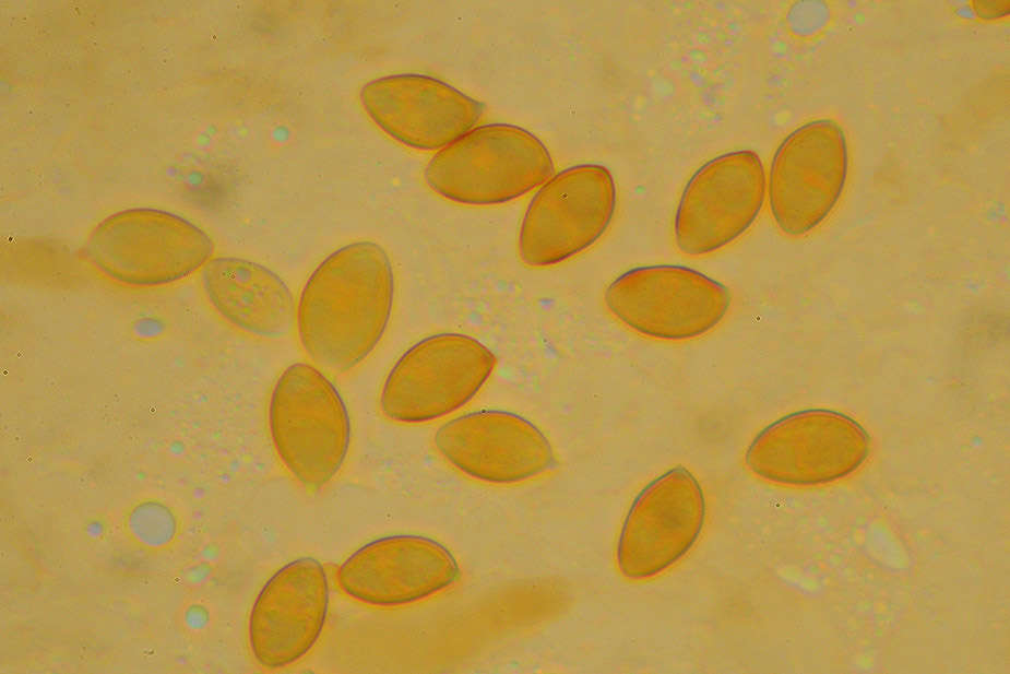 Galerina allospora