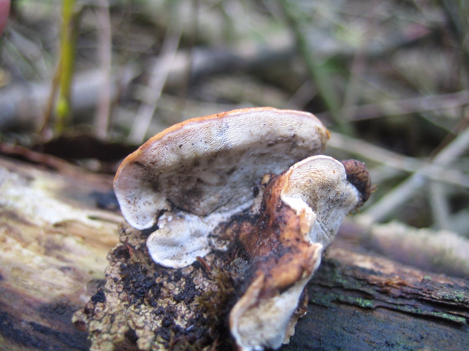 Polyporus durus