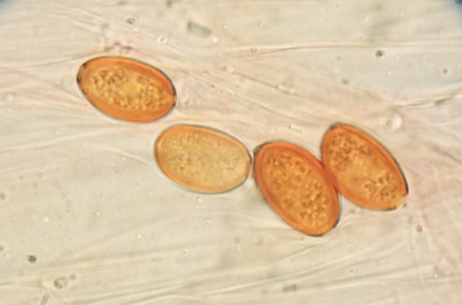 Conocybe singeriana