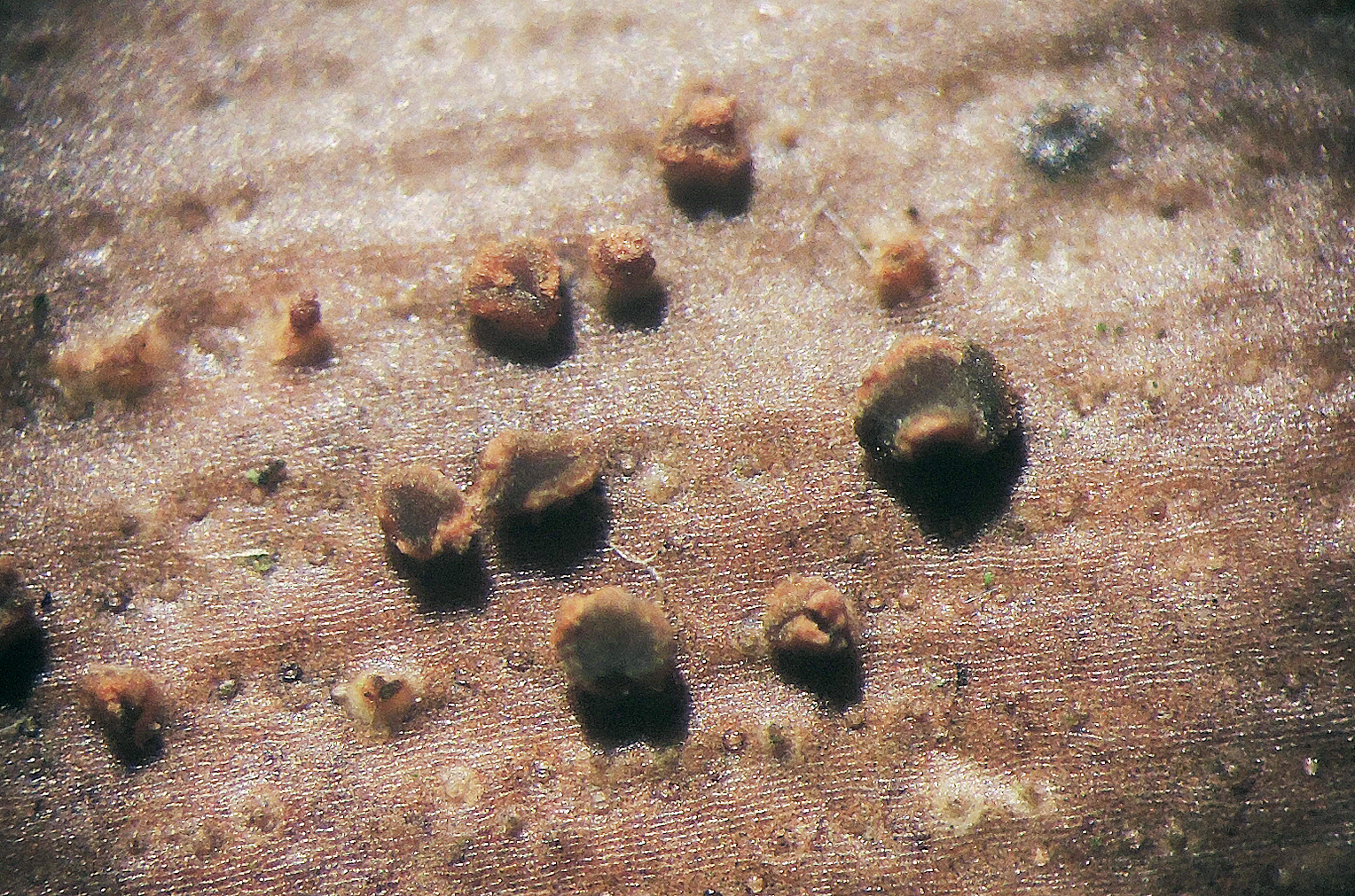 Pezicula rubi