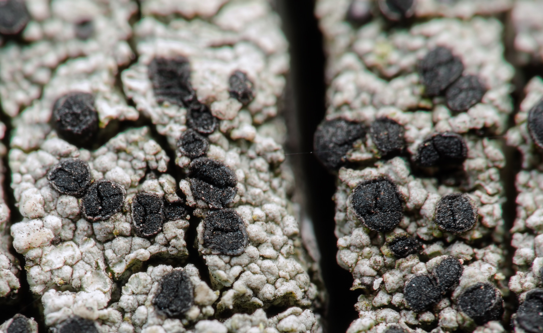 Cyphelium inquinans