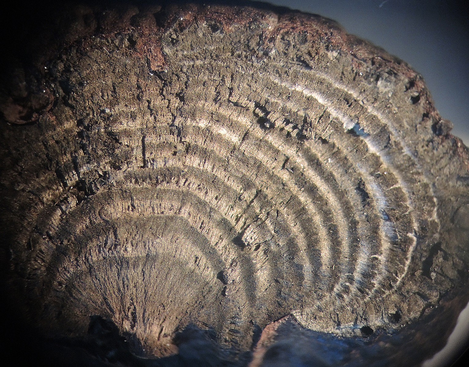 Daldinia petriniae
