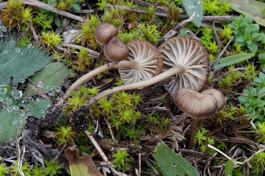 Mycena pseudopicta
