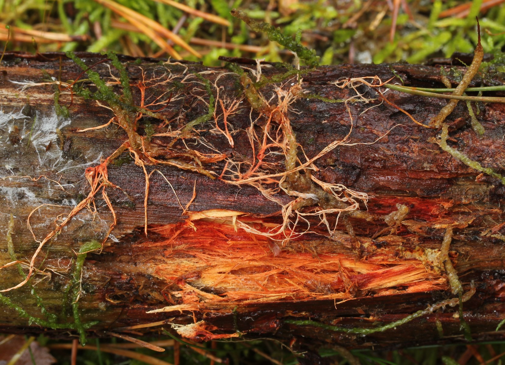 Phanerochaete sanguinea