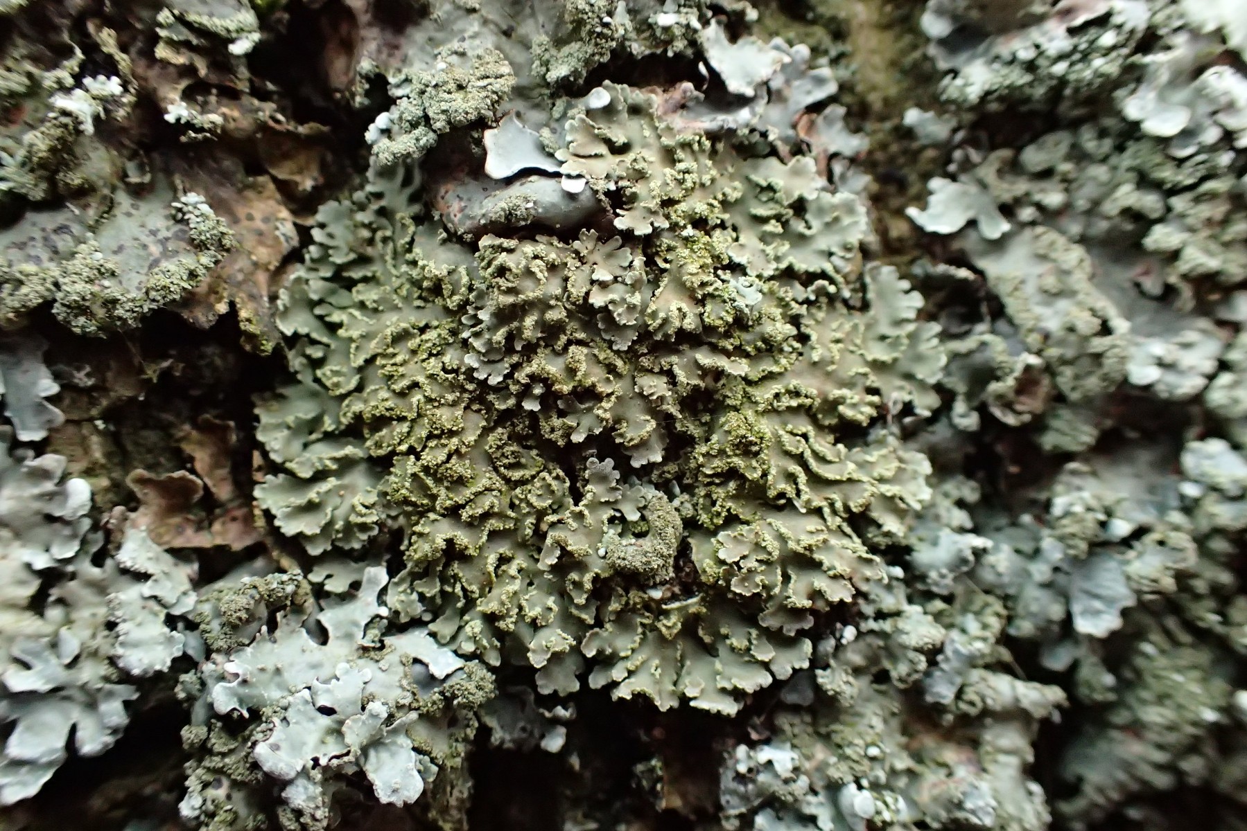 Physconia enteroxantha