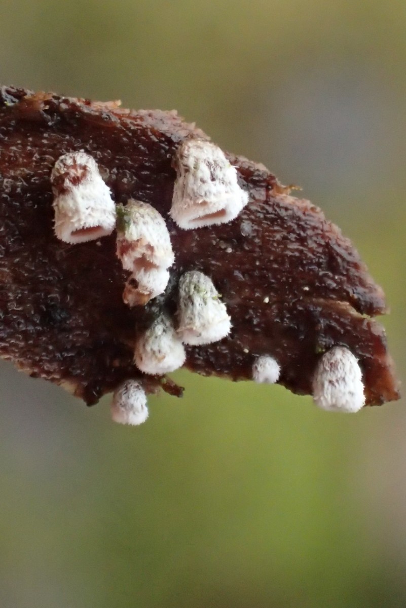 Calathella eruciformis