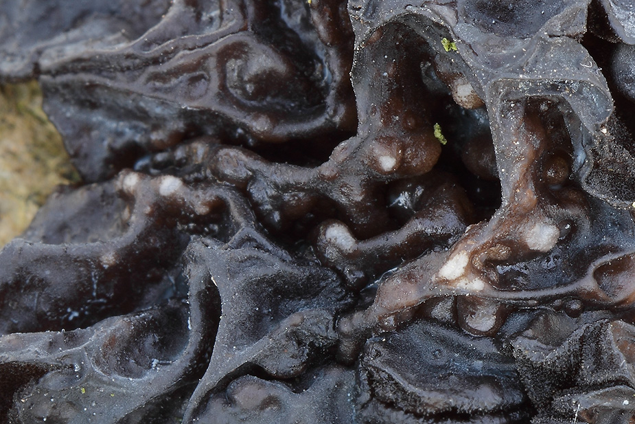 Heteromycophaga glandulosae