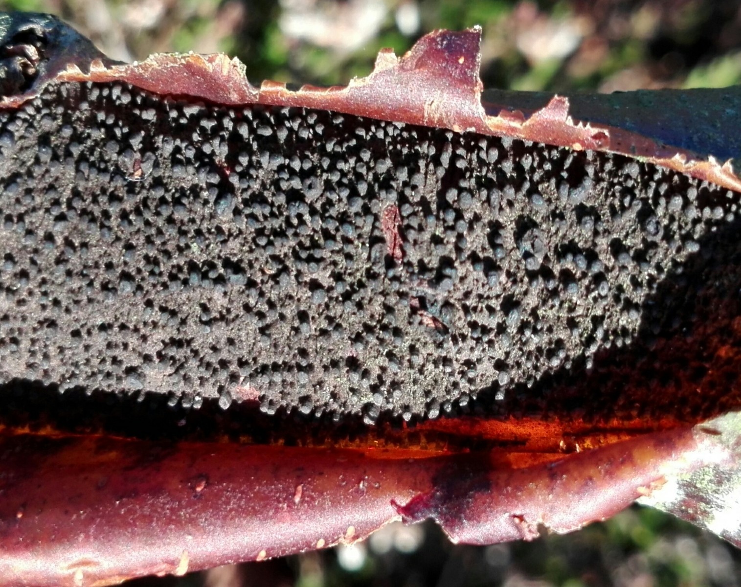 Xenotypa aterrima