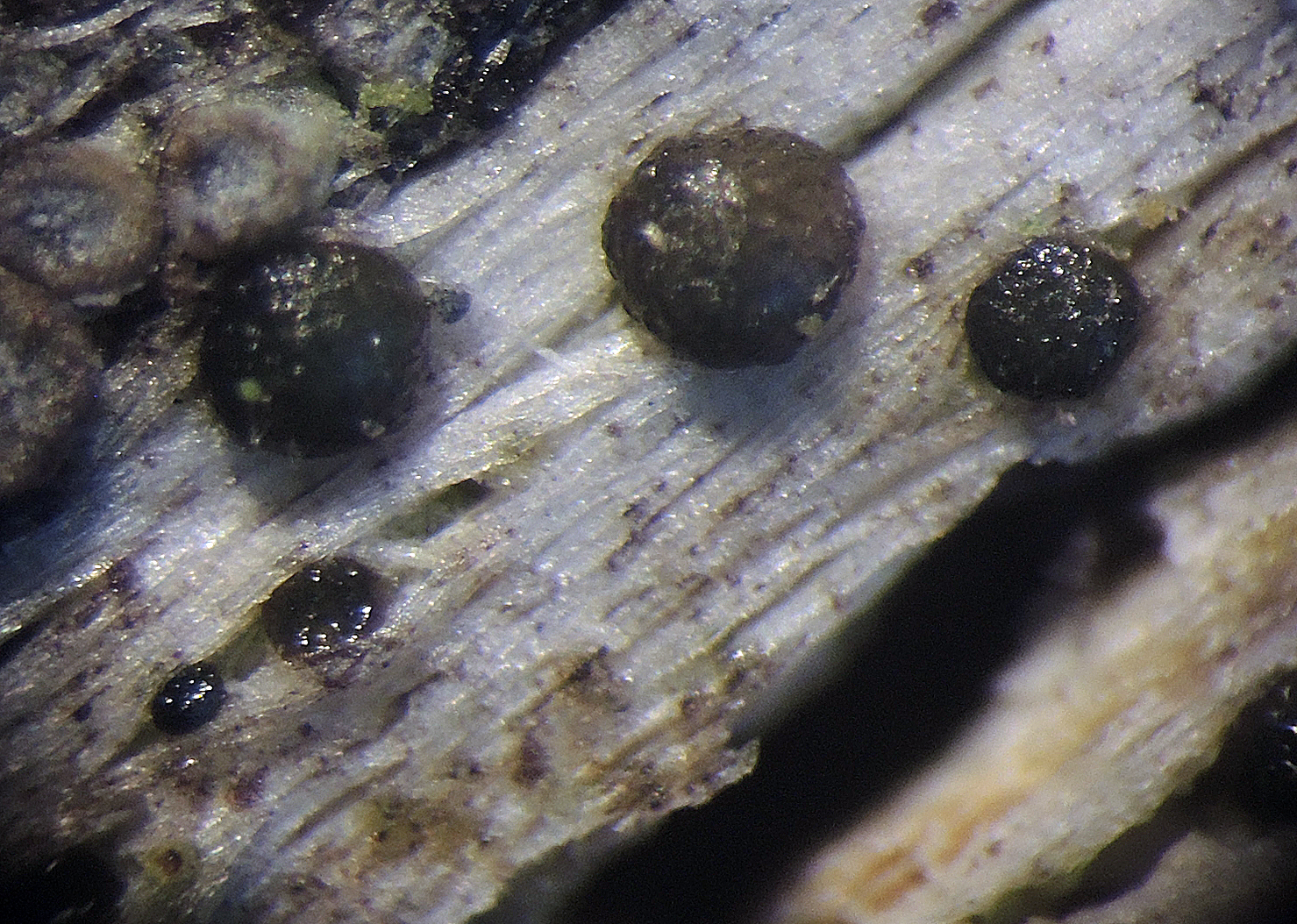 Strangospora moriformis