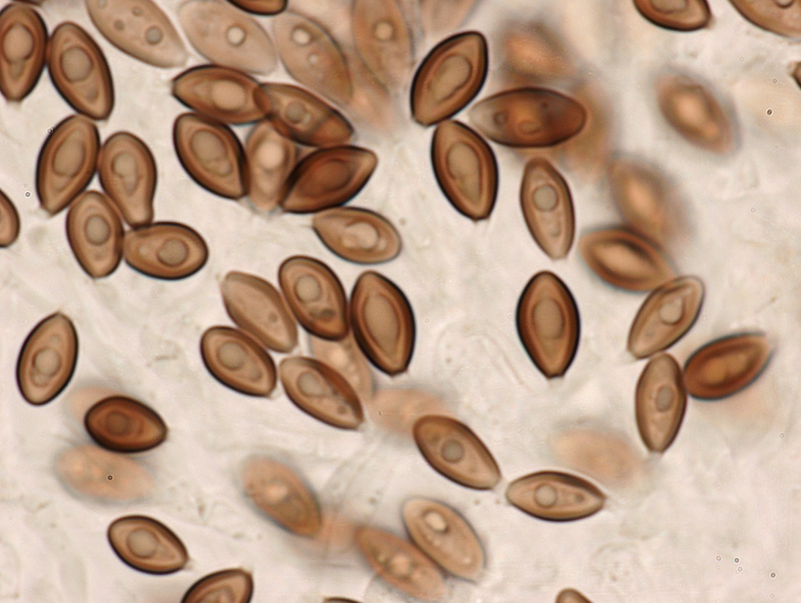 Melanogaster tuberiformis