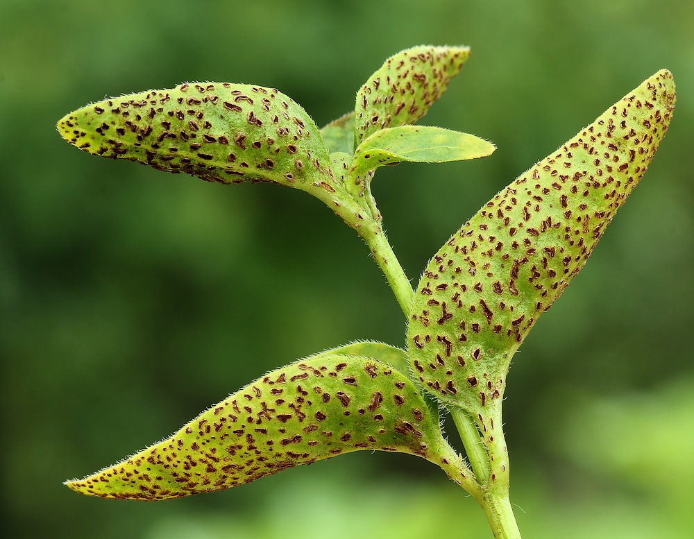 Puccinia vincae