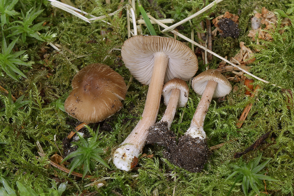 Inocybe assimilata