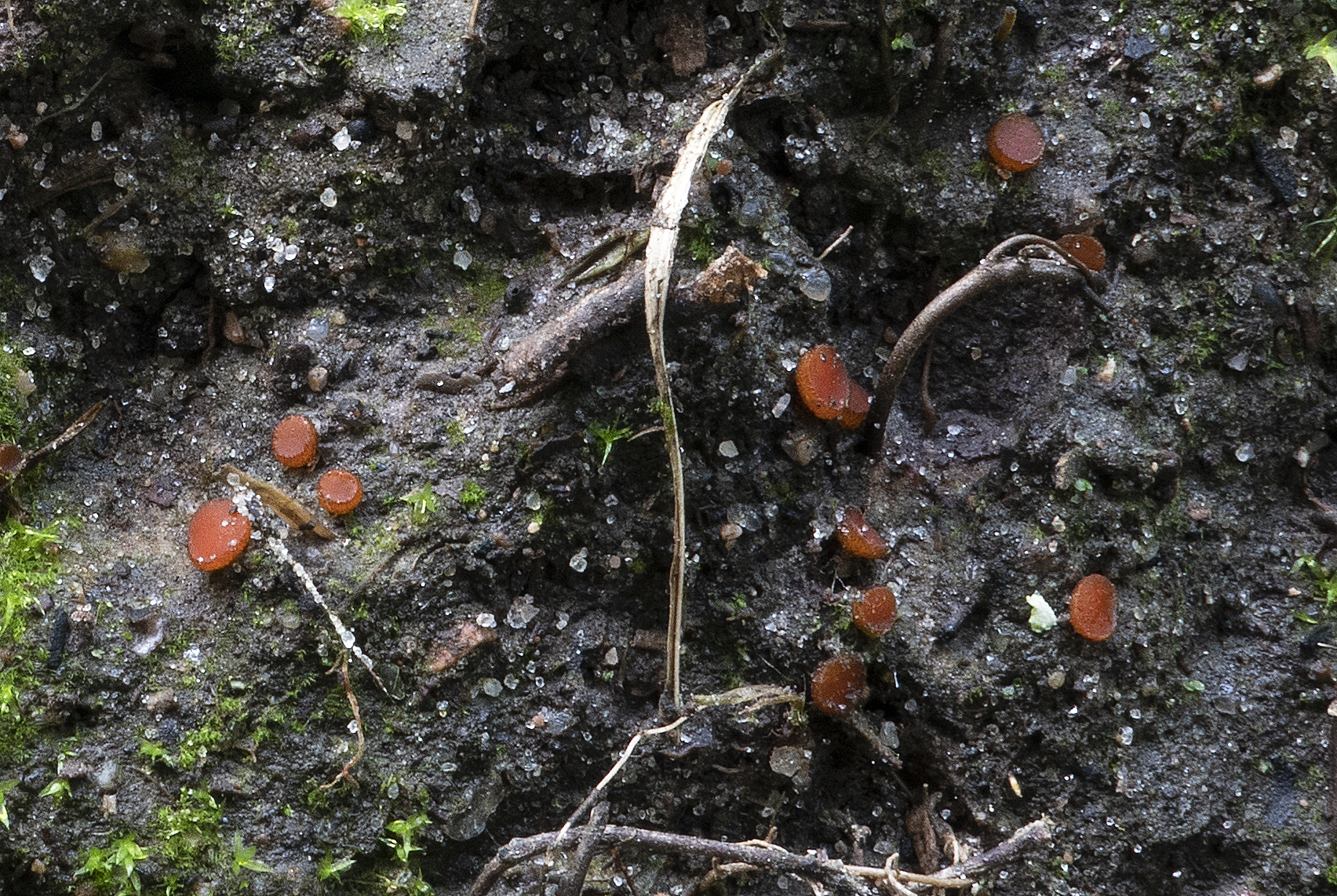 Scutellinia pseudotrechispora