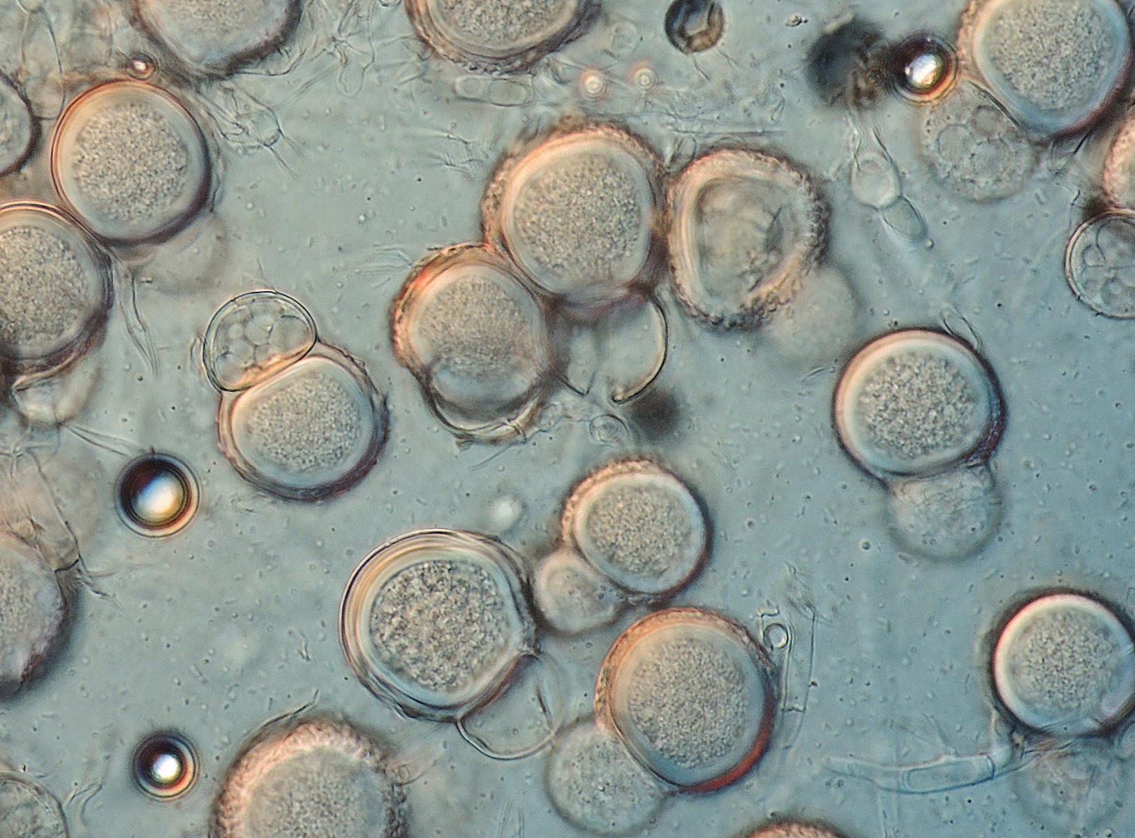Mycogone rosea