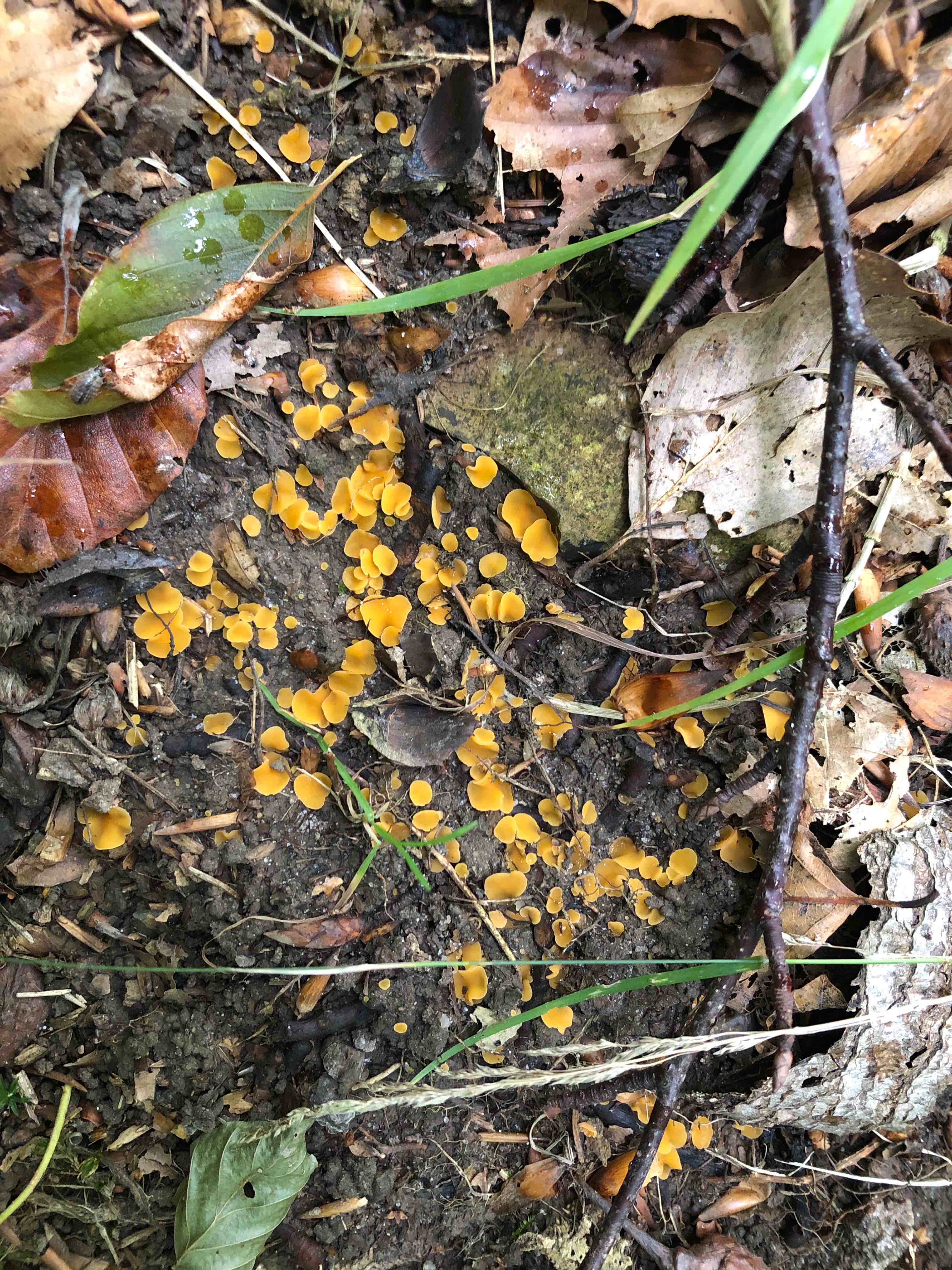 Aleuria cestrica