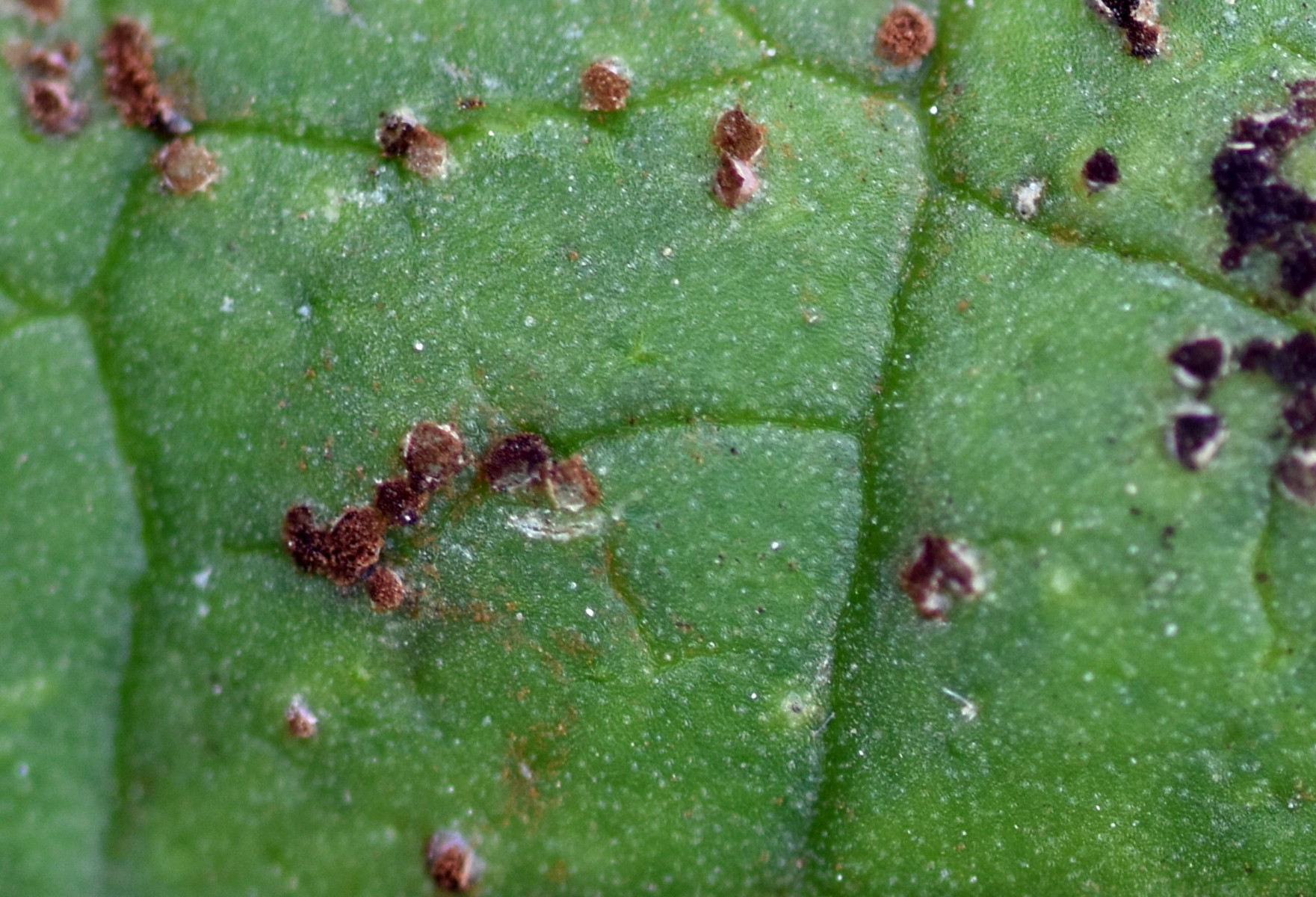 Uromyces appendiculatus