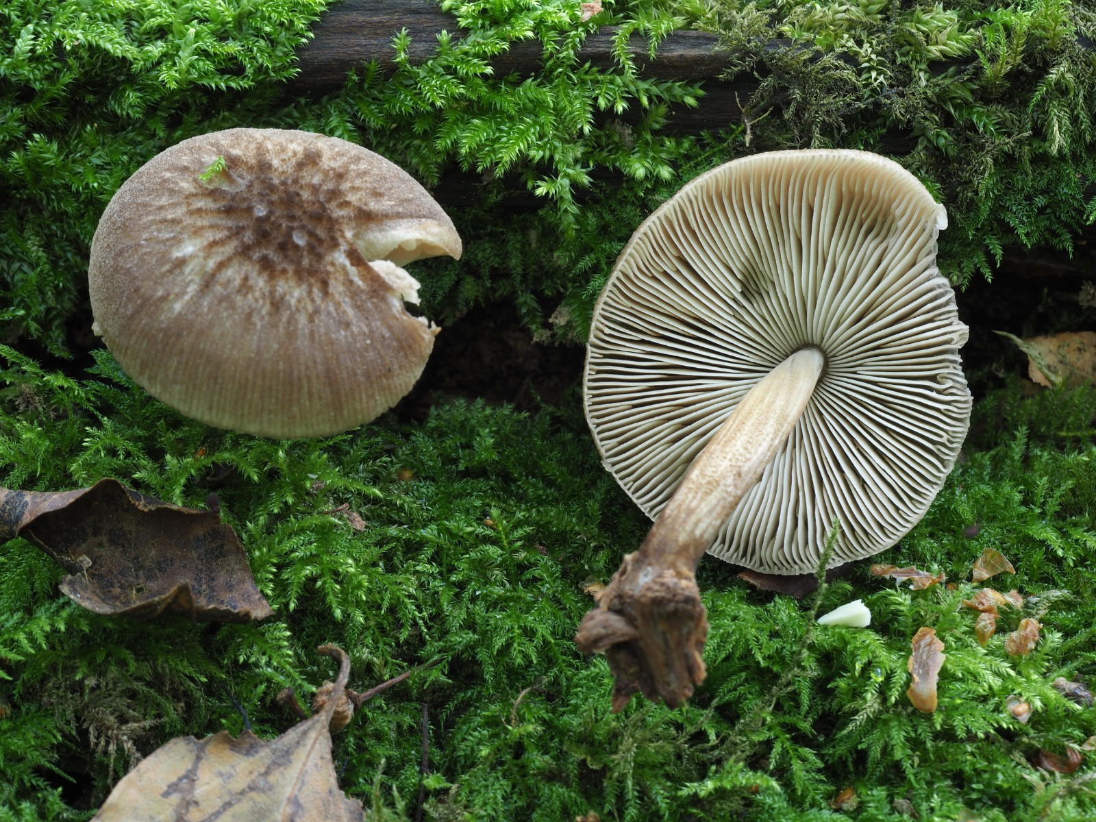 Pluteus plautus