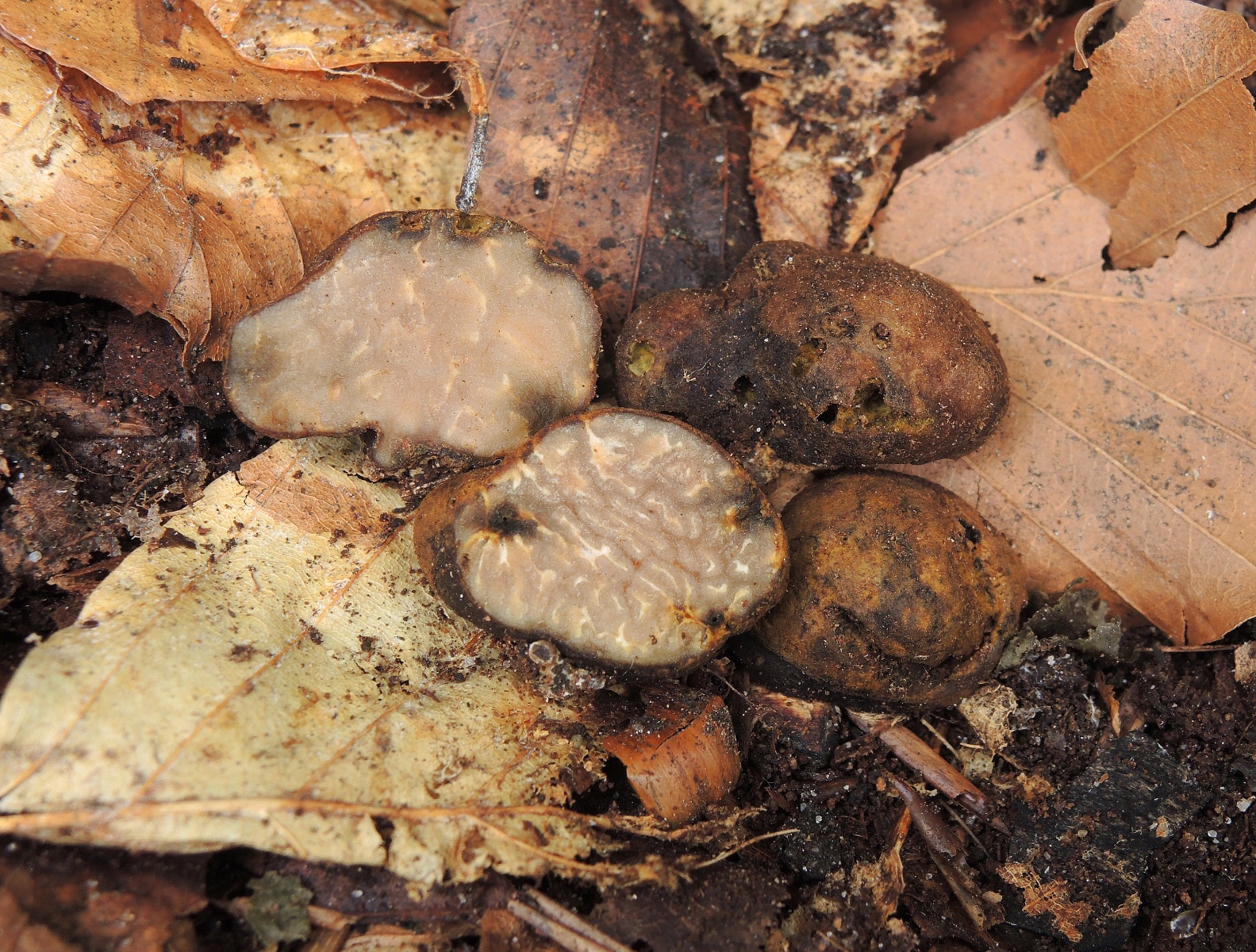 Pachyphlodes conglomerata