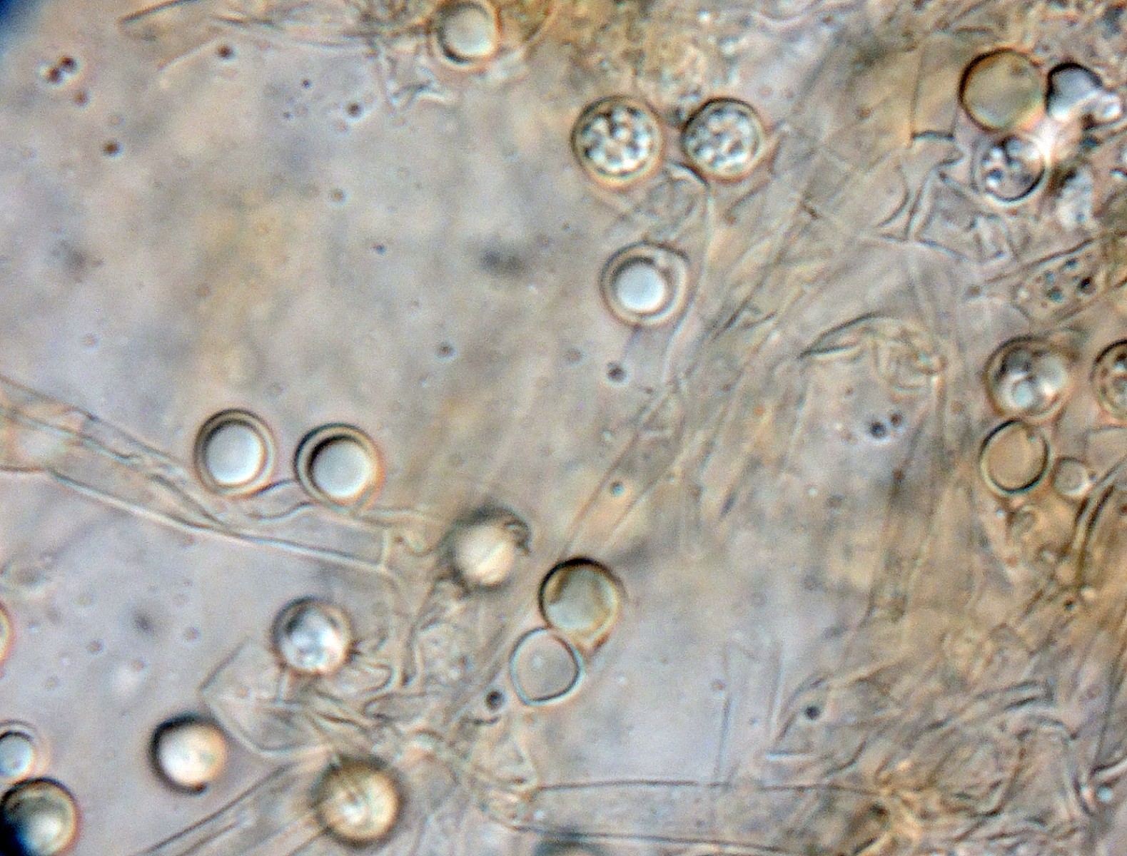Byssocorticium pulchrum