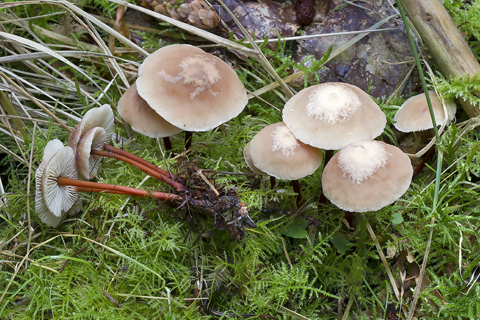 Gymnopus erythropus