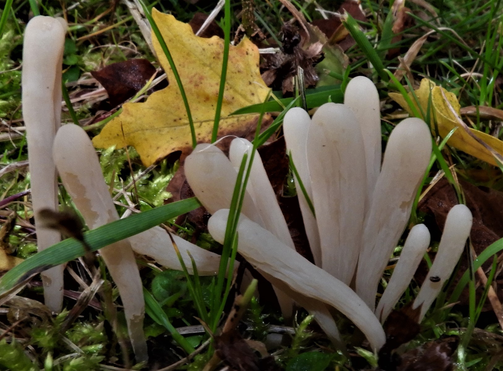 Clavaria tenuipes