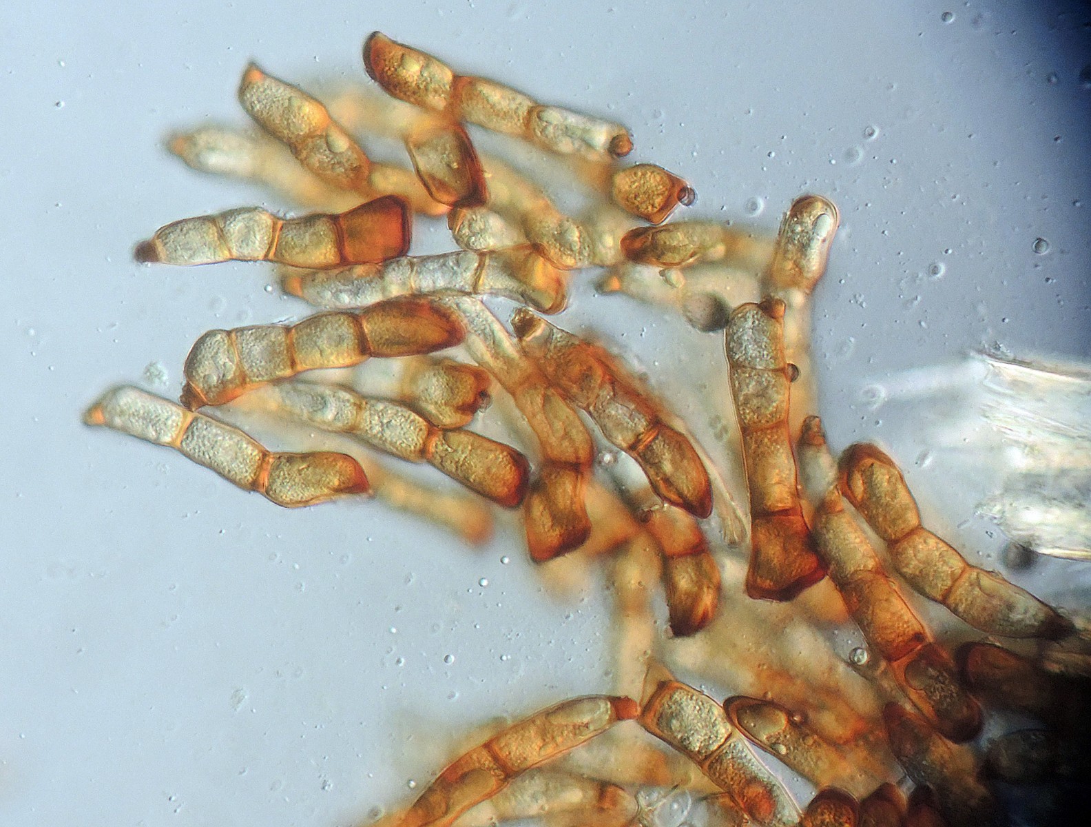 Puccinia elymi
