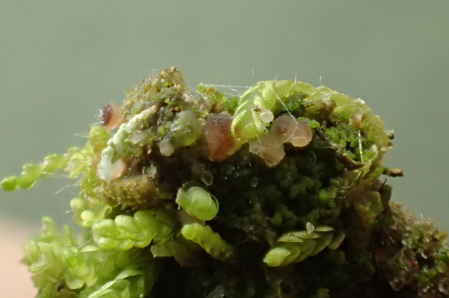Vezdaea acicularis