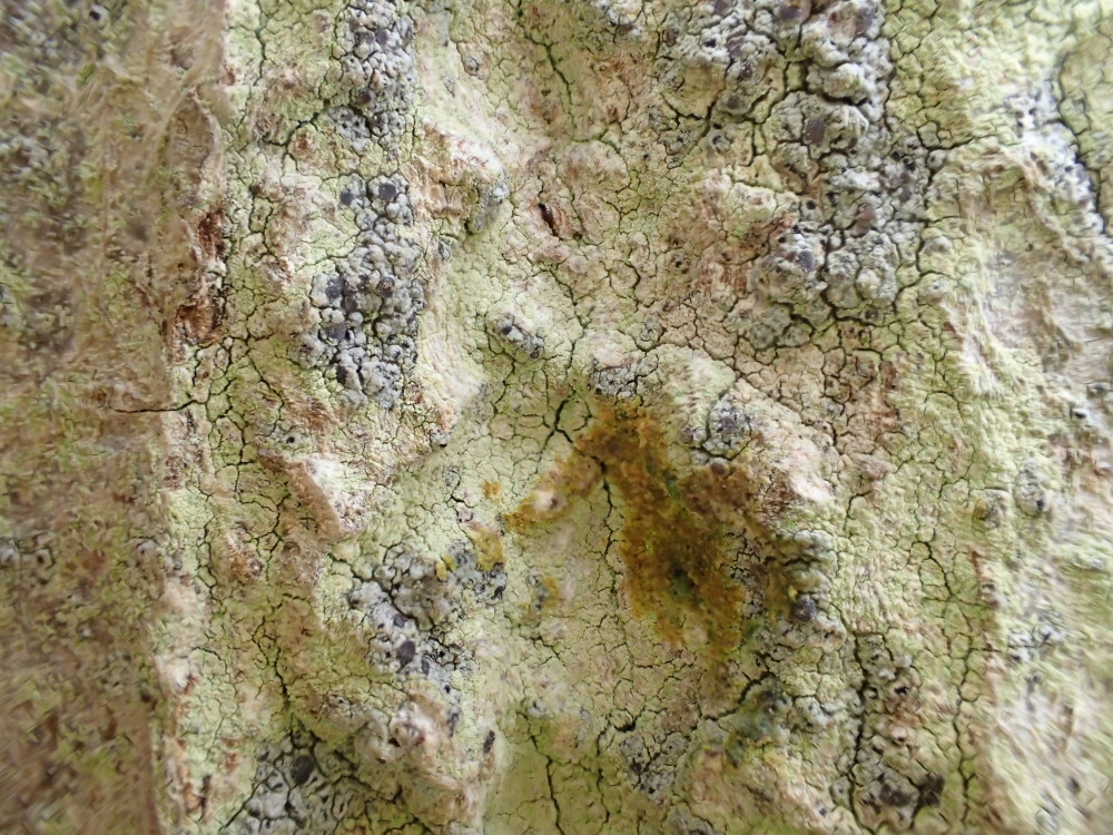 Lecanora expallens