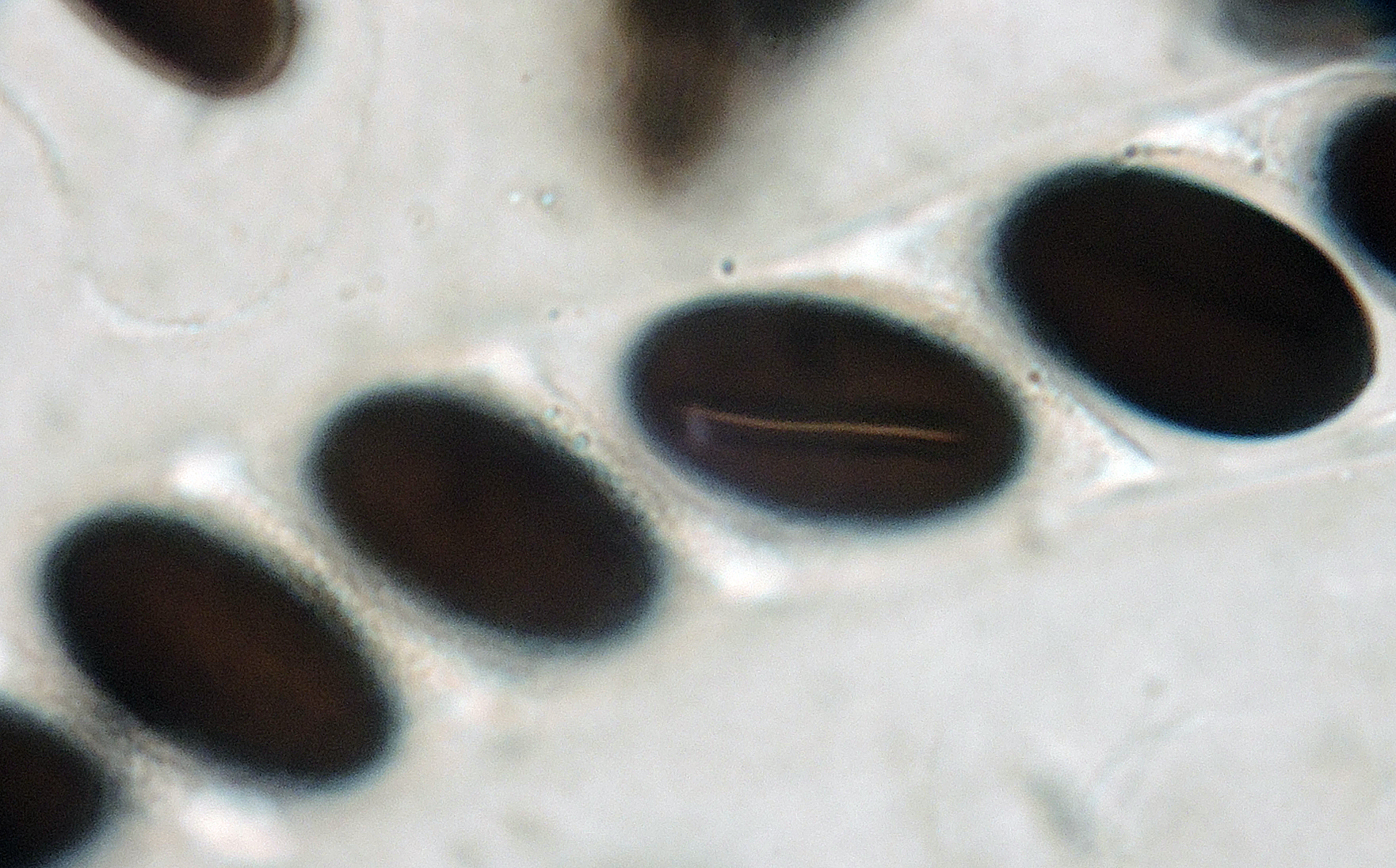 Hypocopra brefeldii