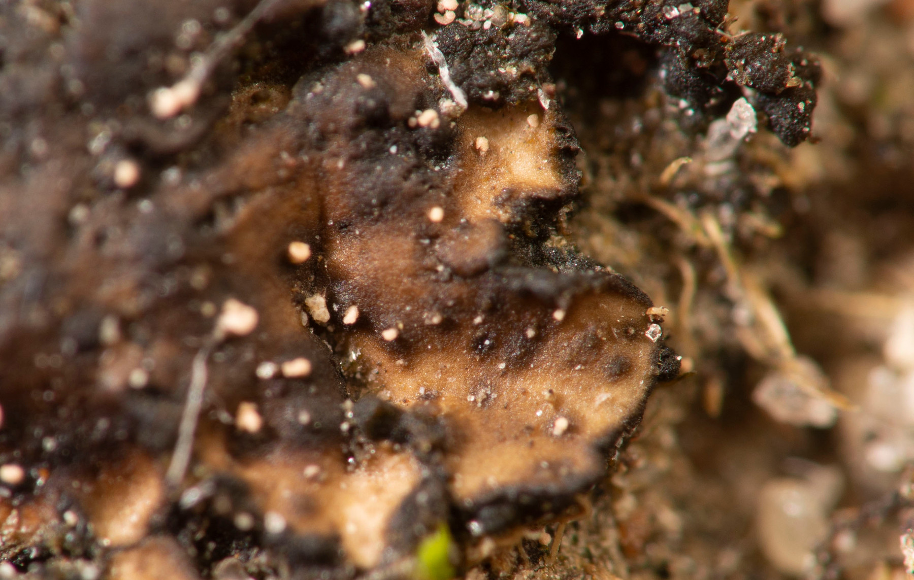 Placidium squamulosum