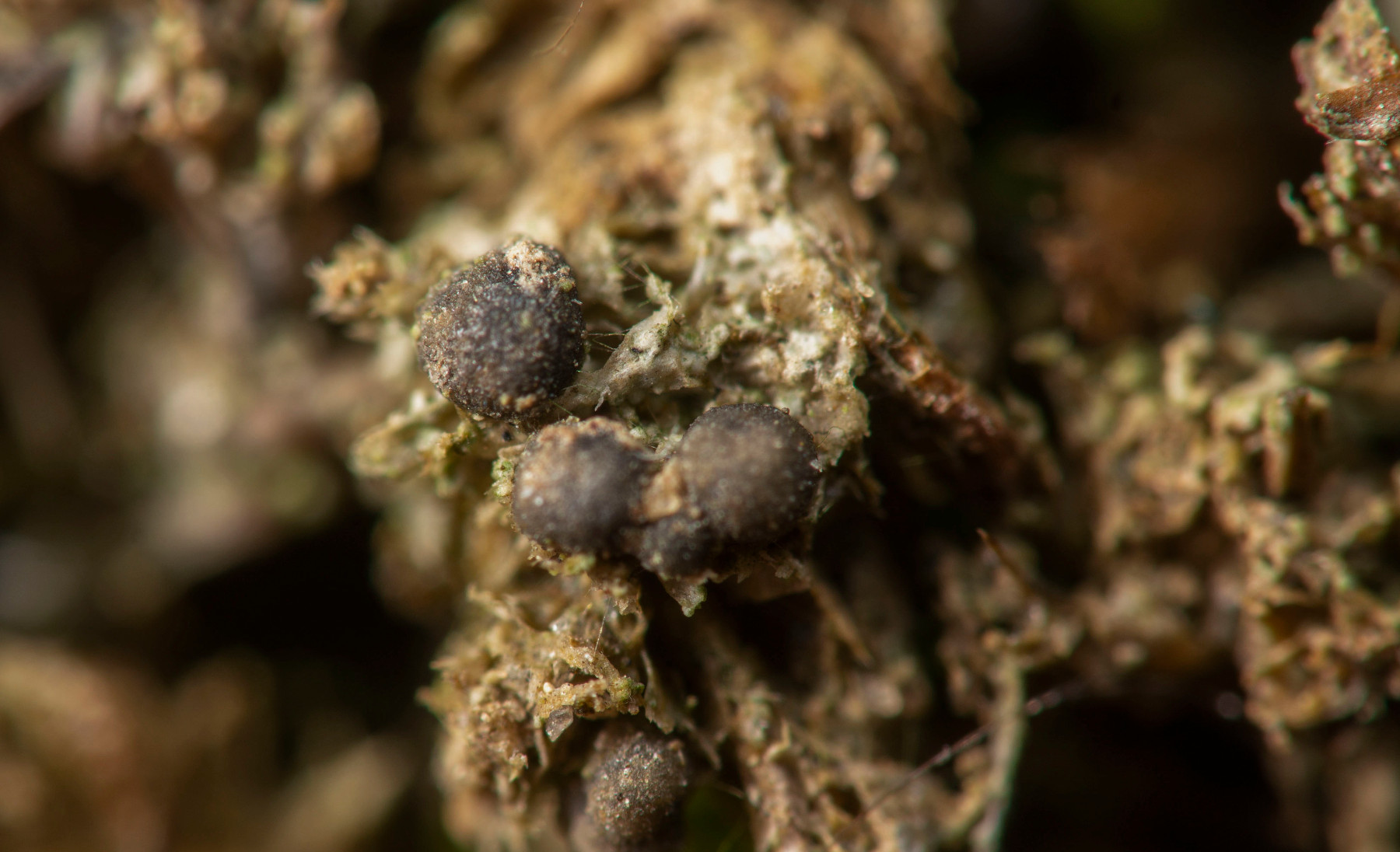 Bilimbia sabuletorum