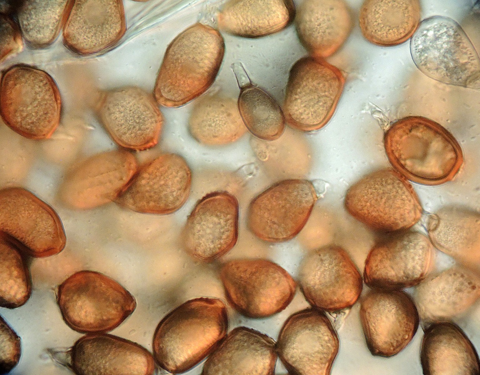 Uromyces trifolii