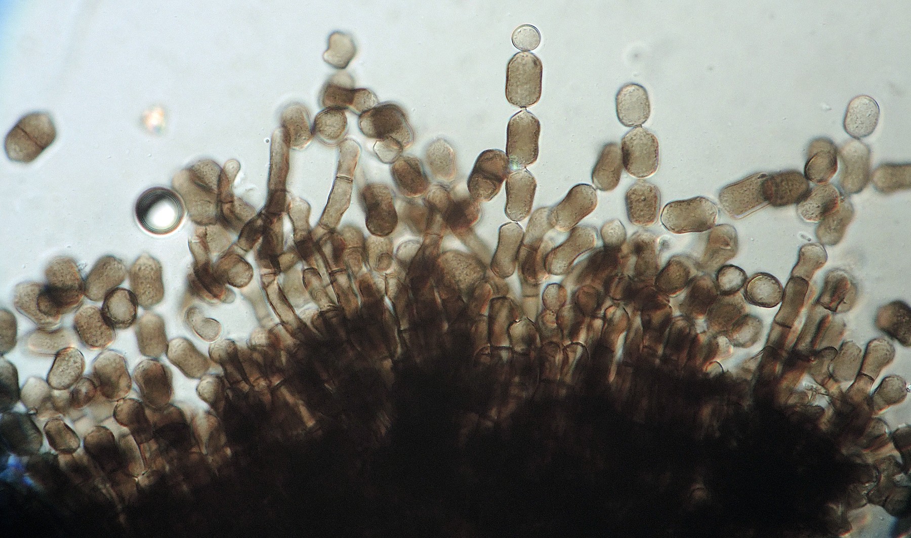 Chaetosphaerella fusca