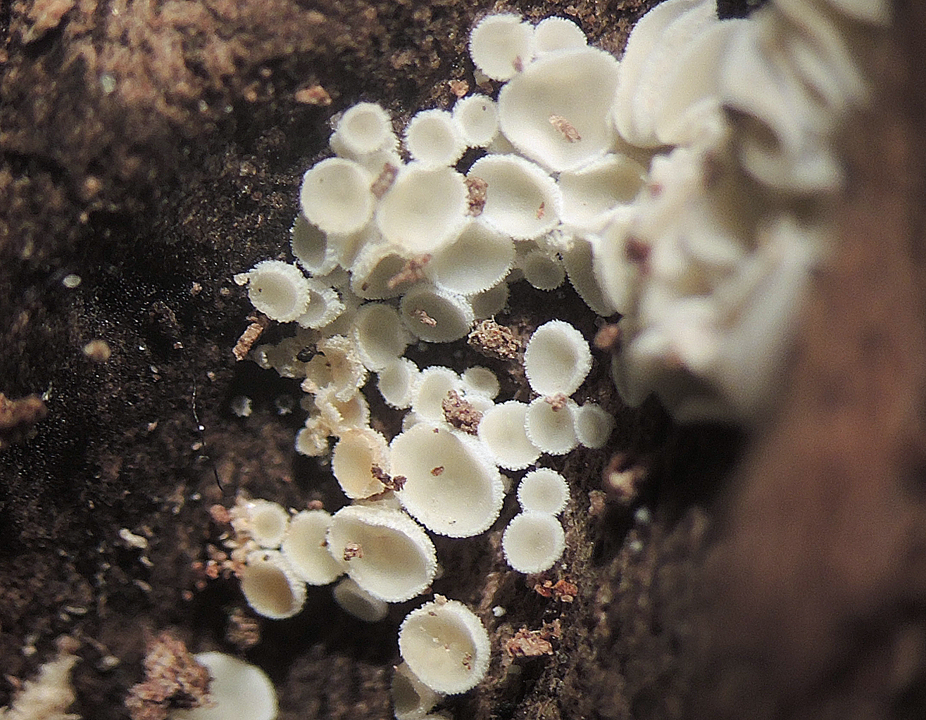 Lachnum brevipilosum