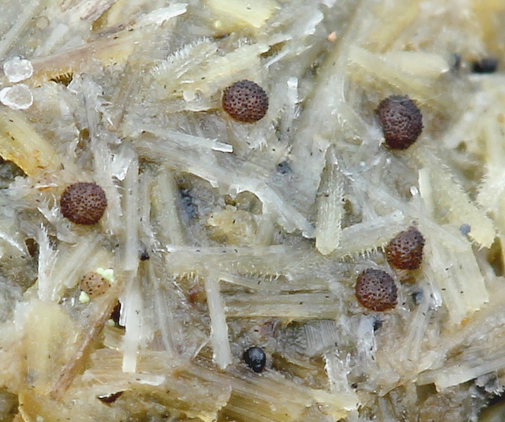 Saccobolus versicolor