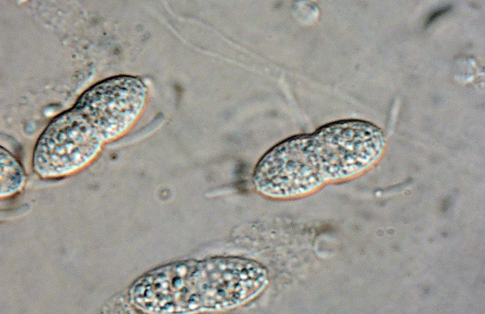 Caudospora taleola