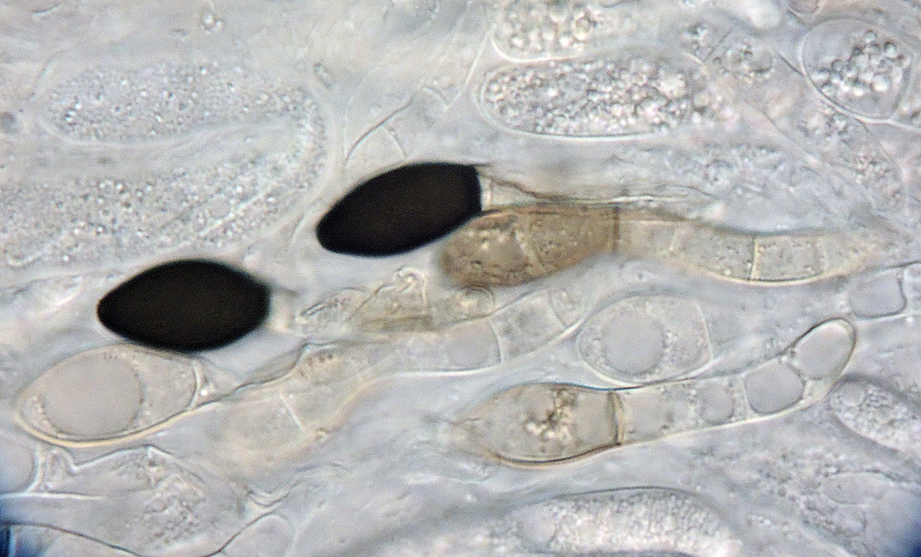 Cercophora mirabilis