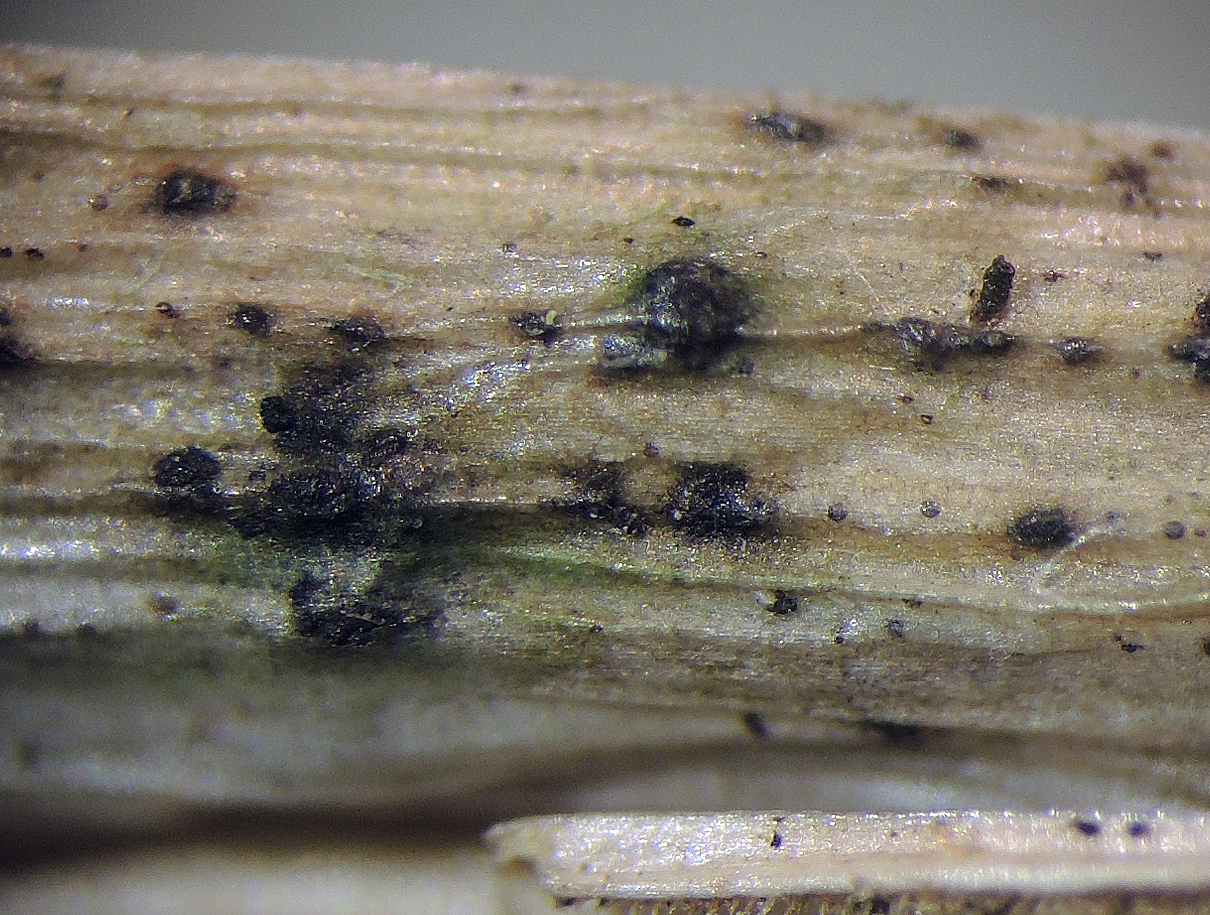 Anthostomella arenaria