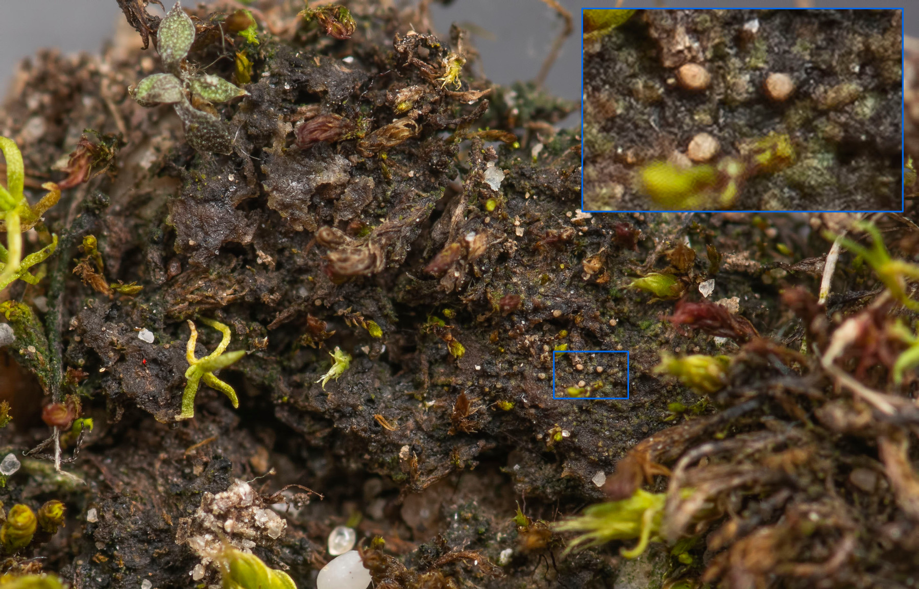 Polyblastia agraria