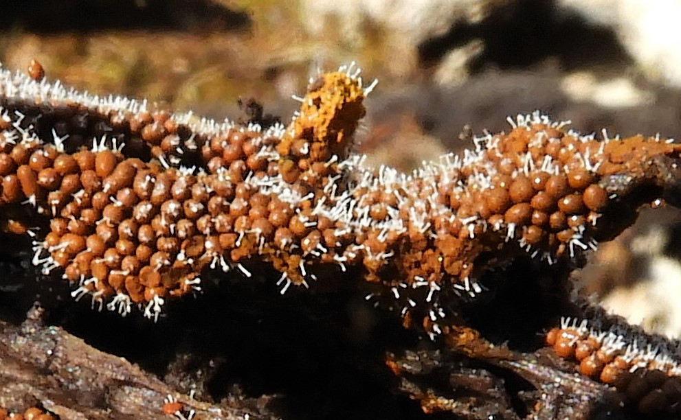 Polycephalomyces tomentosus