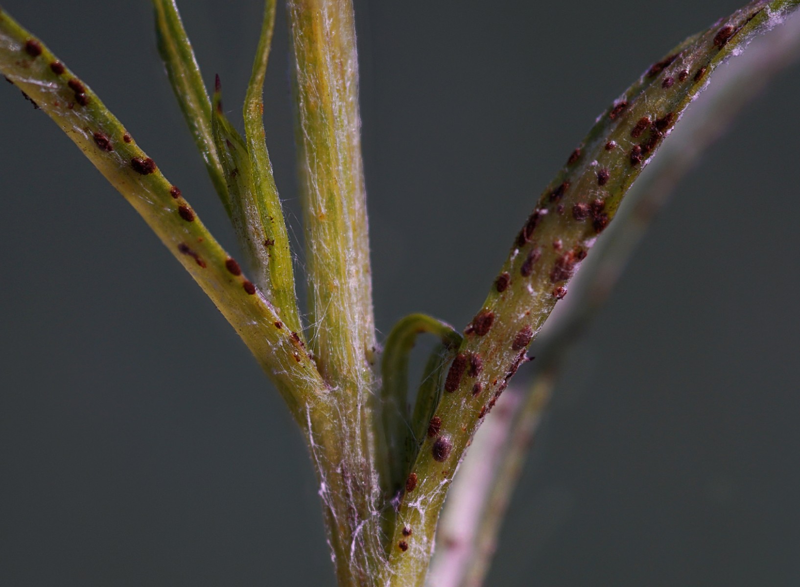 Puccinia cyani