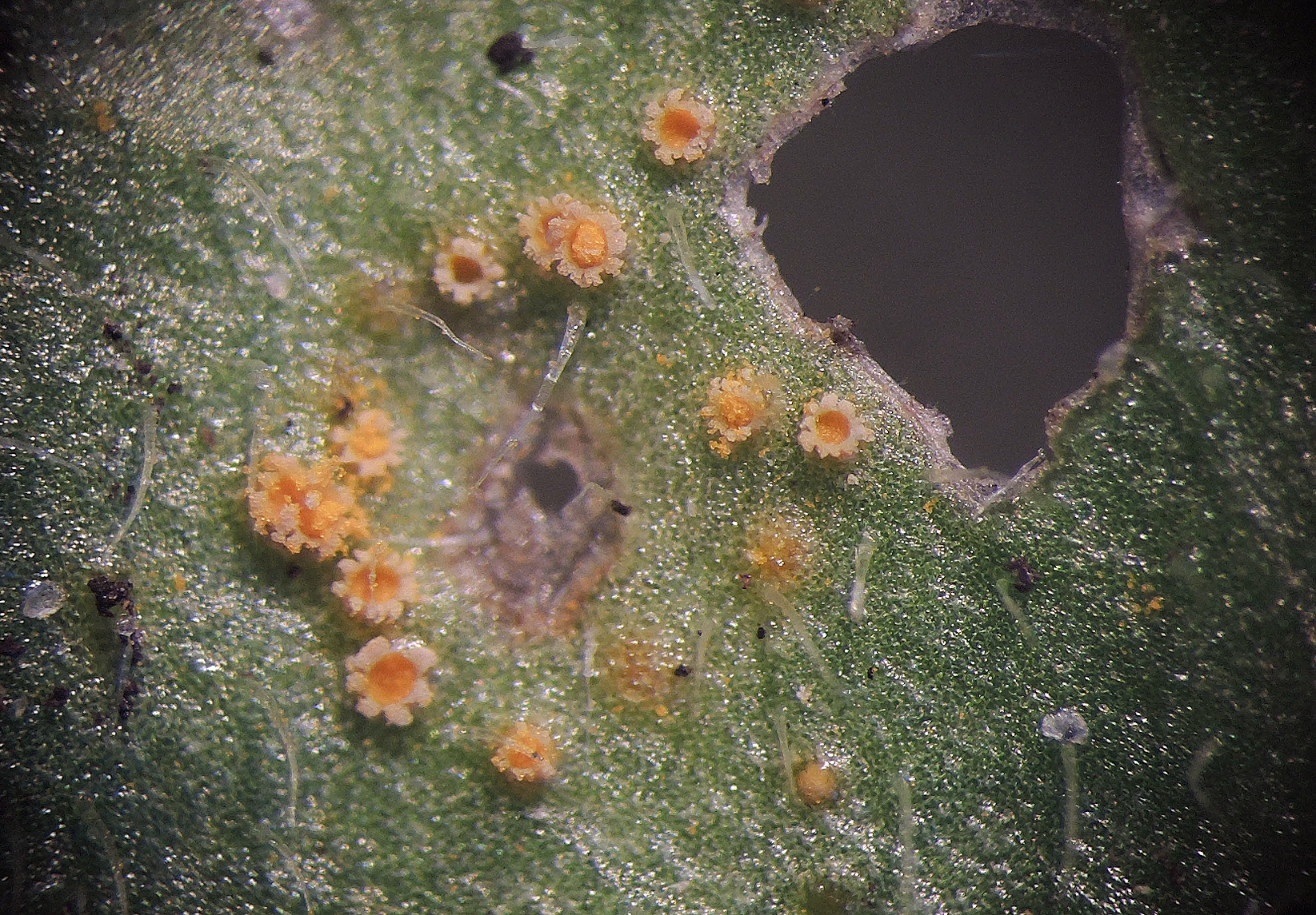Puccinia distincta